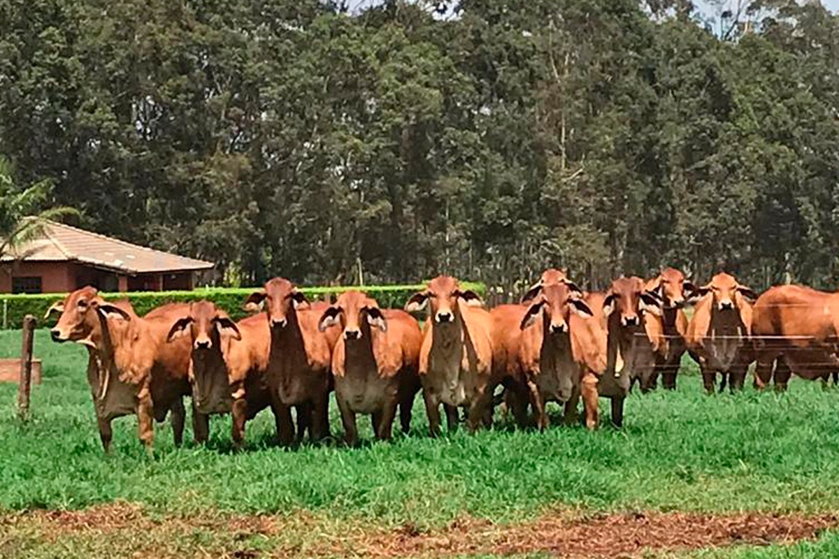 EAO promove Leilão da raça Red Brahman neste domingo